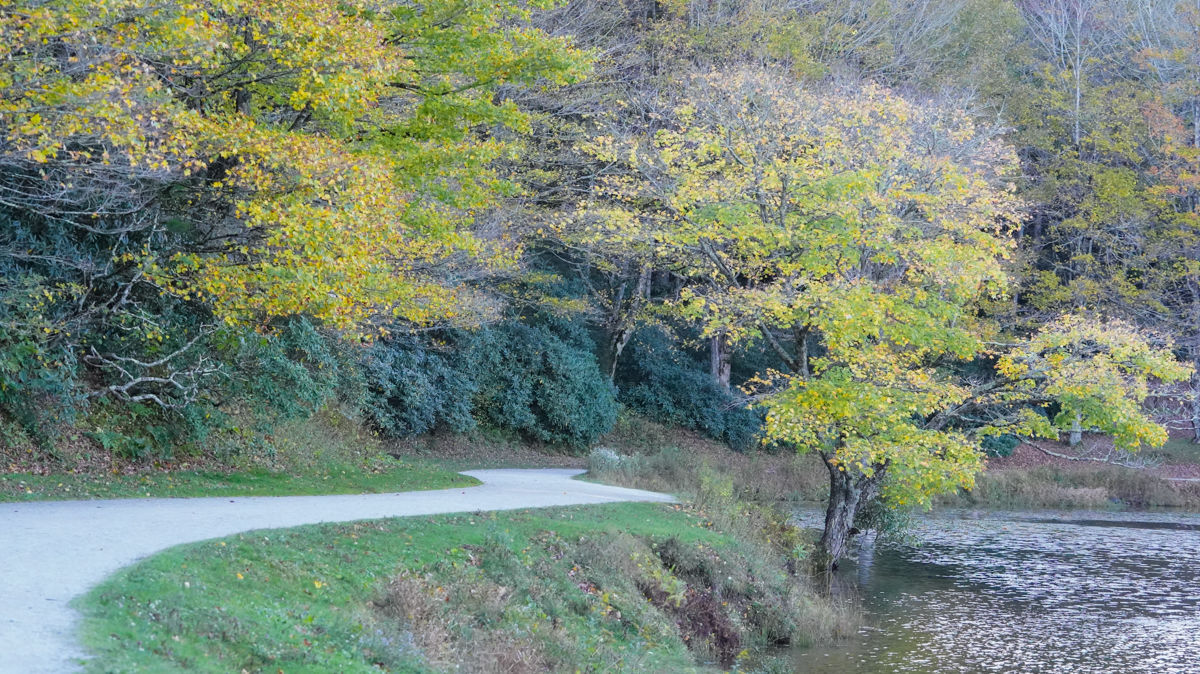 Fall Colors 10